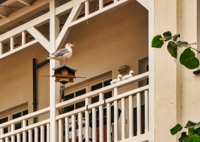 Zu Gross Fuer Das Vogelhaus